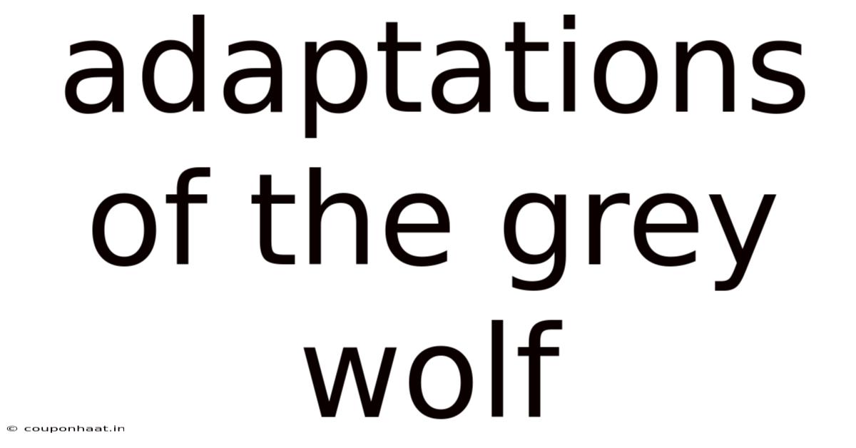 Adaptations Of The Grey Wolf
