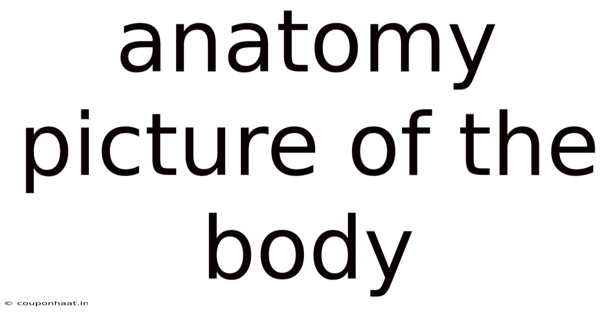 Anatomy Picture Of The Body