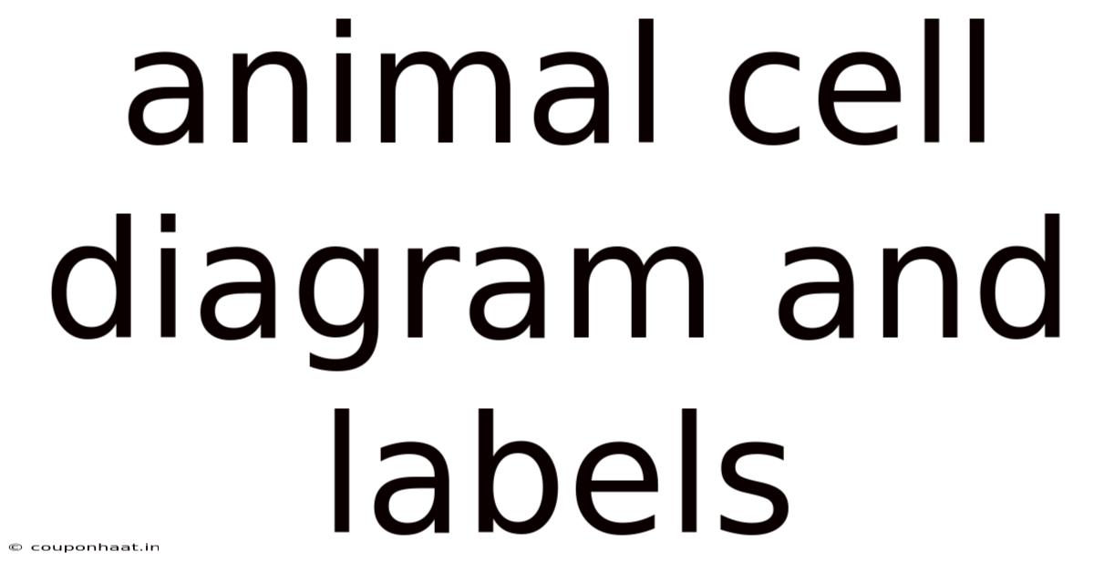 Animal Cell Diagram And Labels