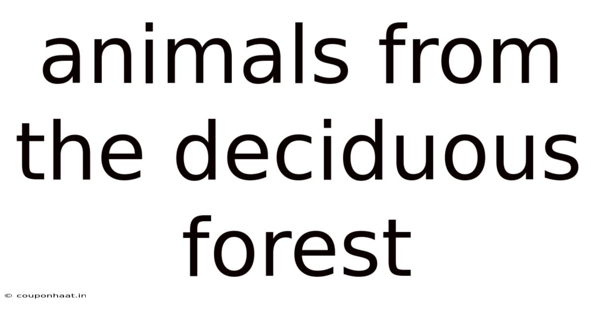 Animals From The Deciduous Forest