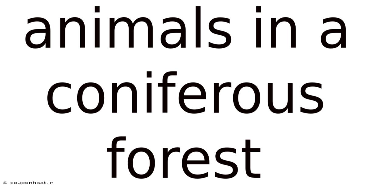 Animals In A Coniferous Forest