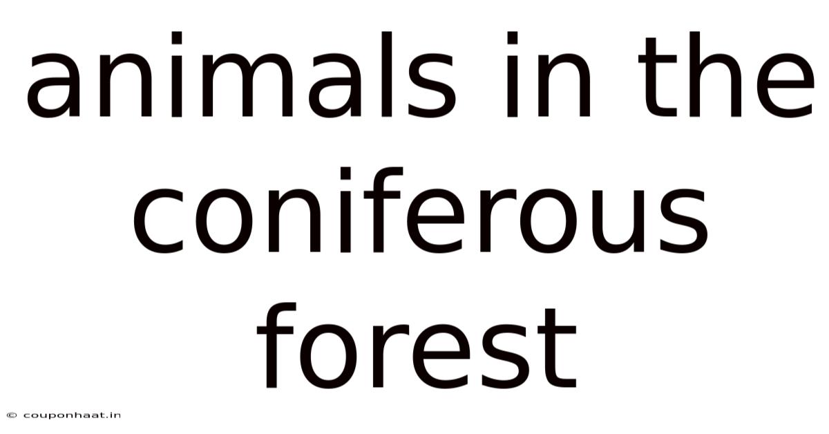 Animals In The Coniferous Forest