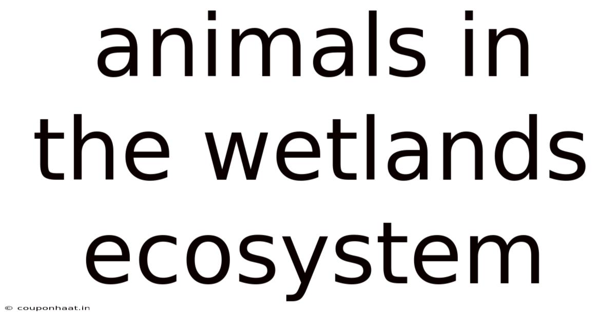 Animals In The Wetlands Ecosystem