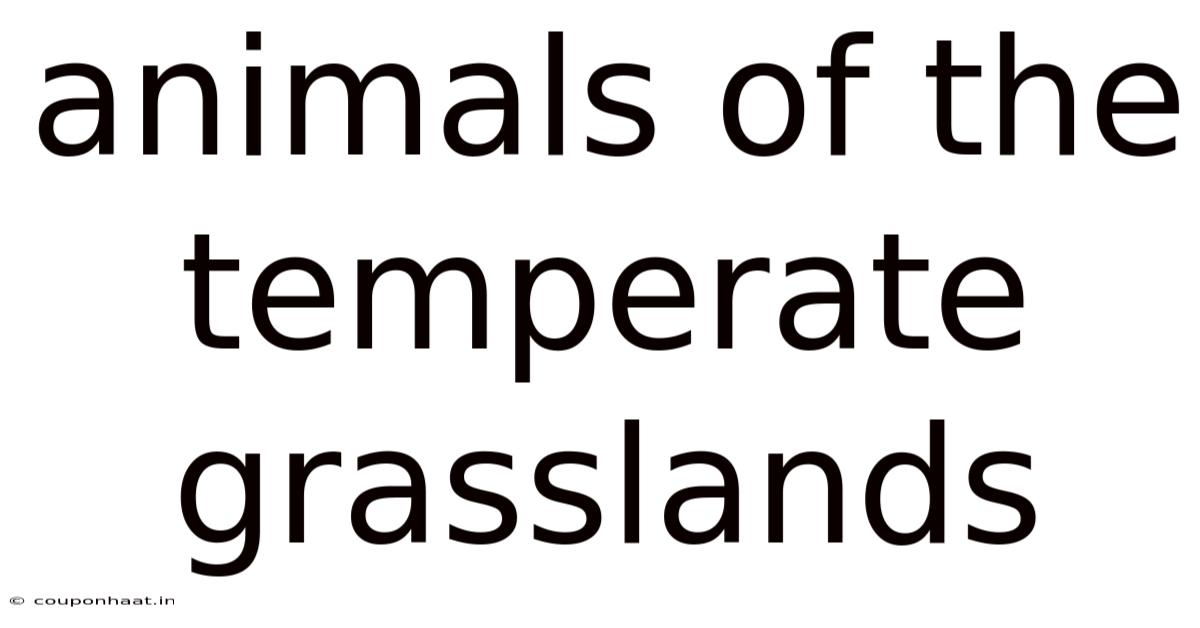 Animals Of The Temperate Grasslands