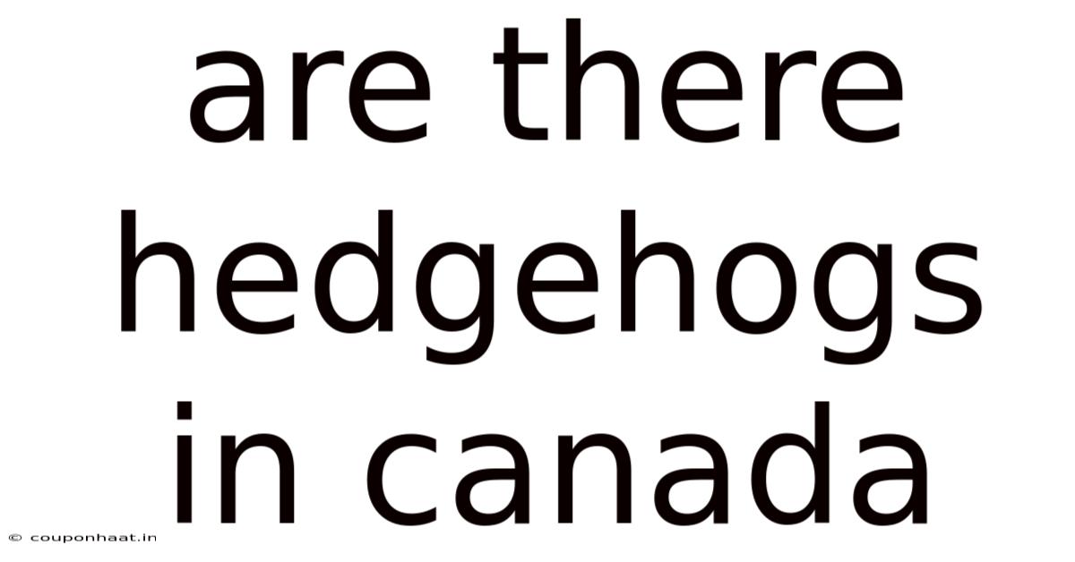 Are There Hedgehogs In Canada