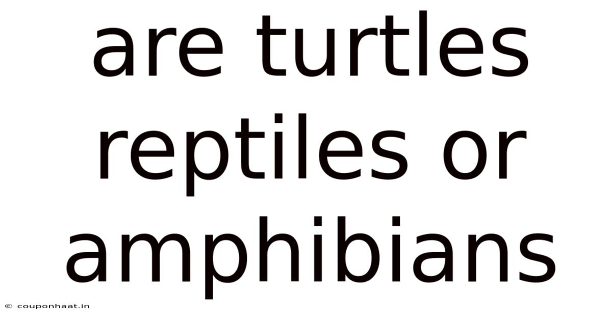 Are Turtles Reptiles Or Amphibians