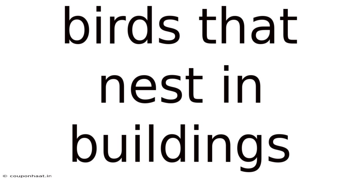 Birds That Nest In Buildings