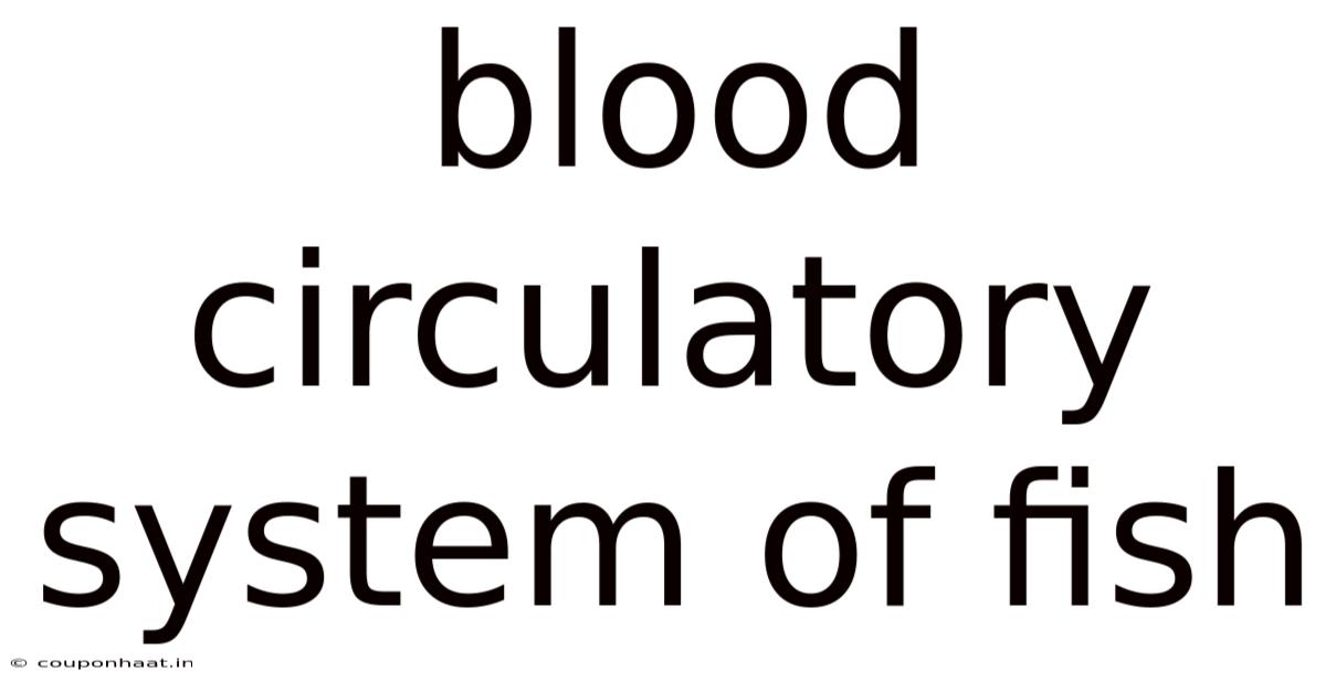 Blood Circulatory System Of Fish
