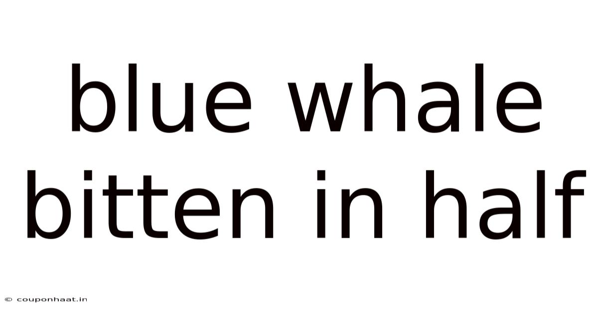 Blue Whale Bitten In Half