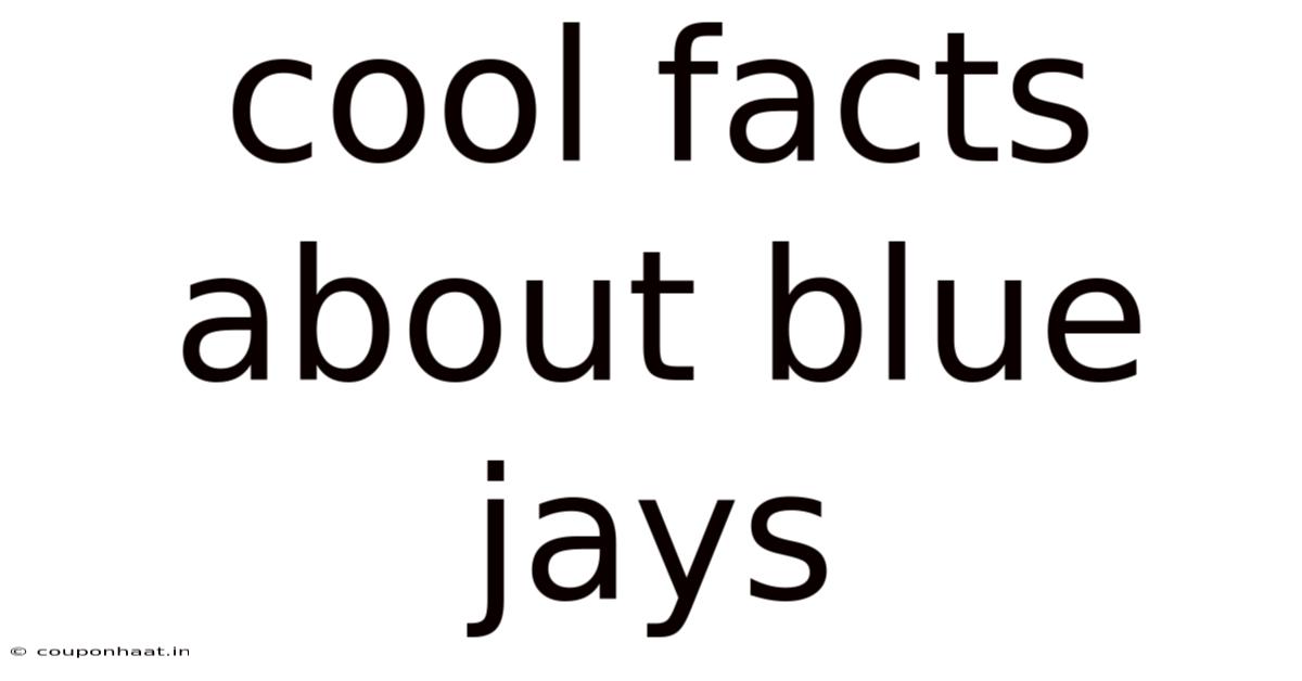 Cool Facts About Blue Jays