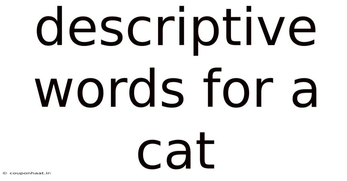 Descriptive Words For A Cat