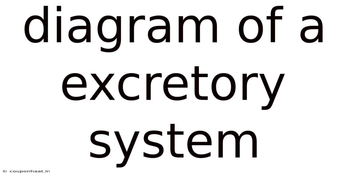 Diagram Of A Excretory System