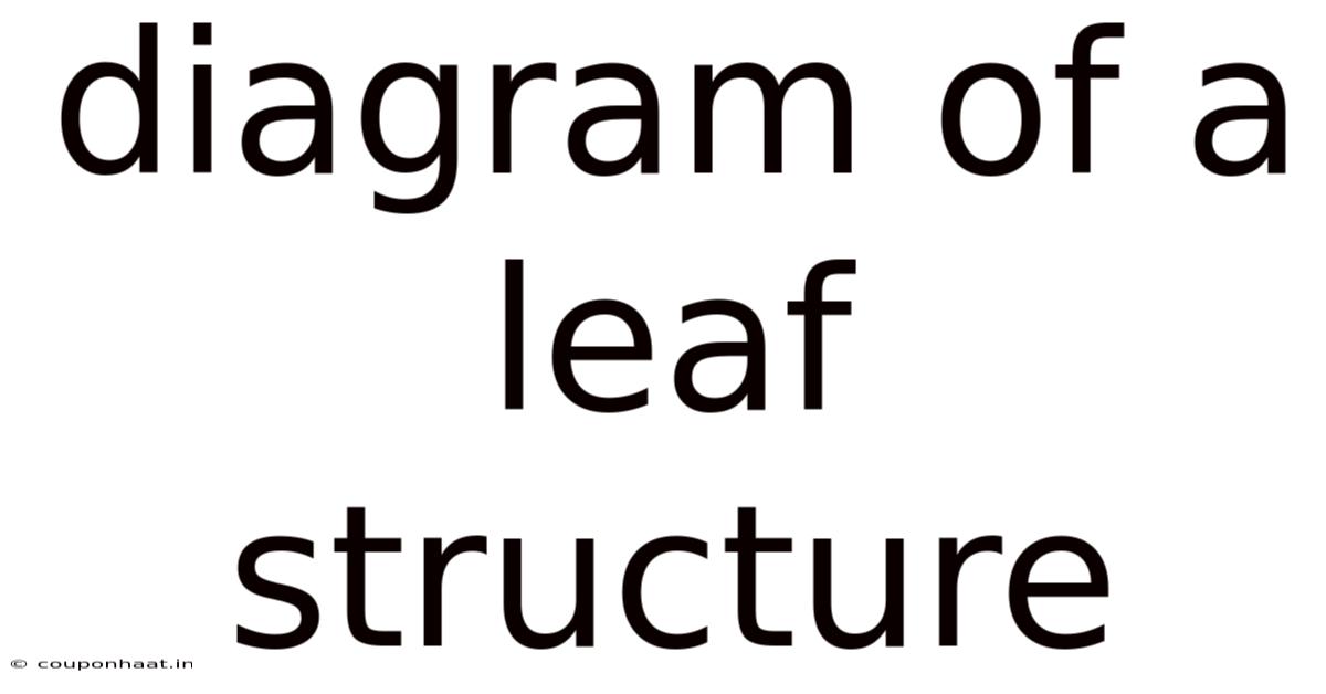 Diagram Of A Leaf Structure