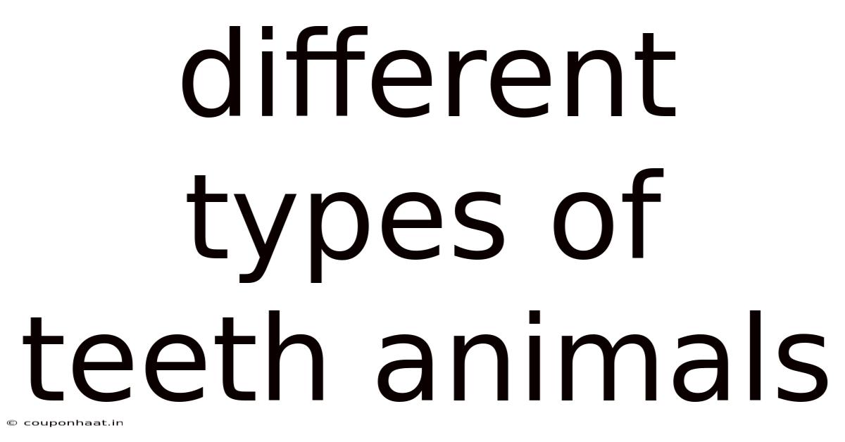 Different Types Of Teeth Animals