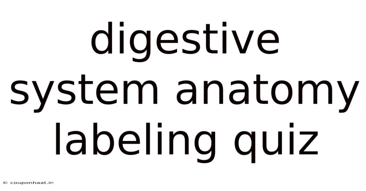 Digestive System Anatomy Labeling Quiz