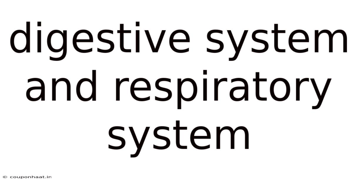 Digestive System And Respiratory System