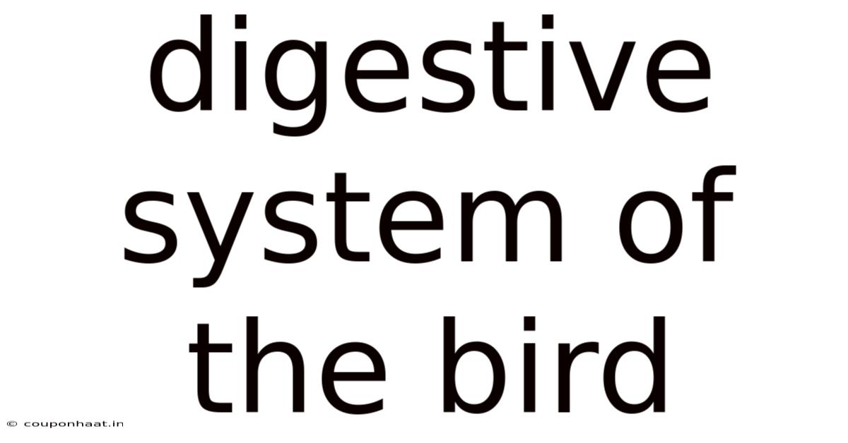 Digestive System Of The Bird