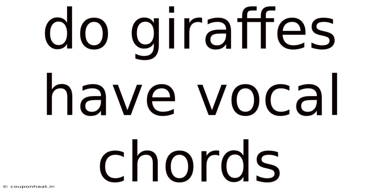 Do Giraffes Have Vocal Chords