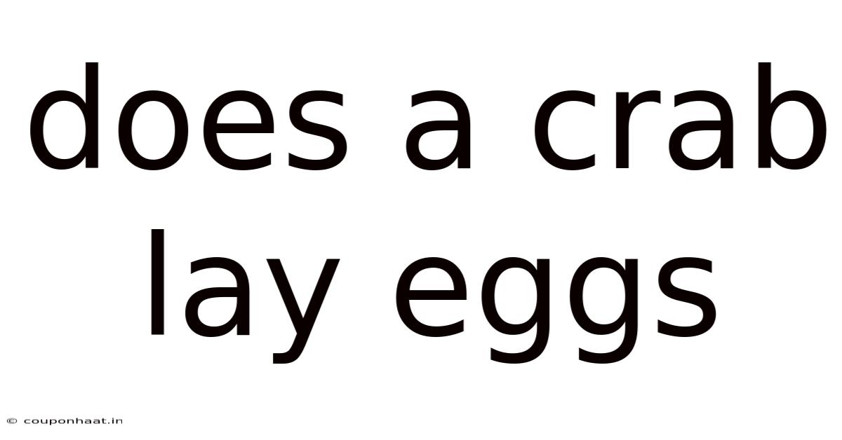 Does A Crab Lay Eggs
