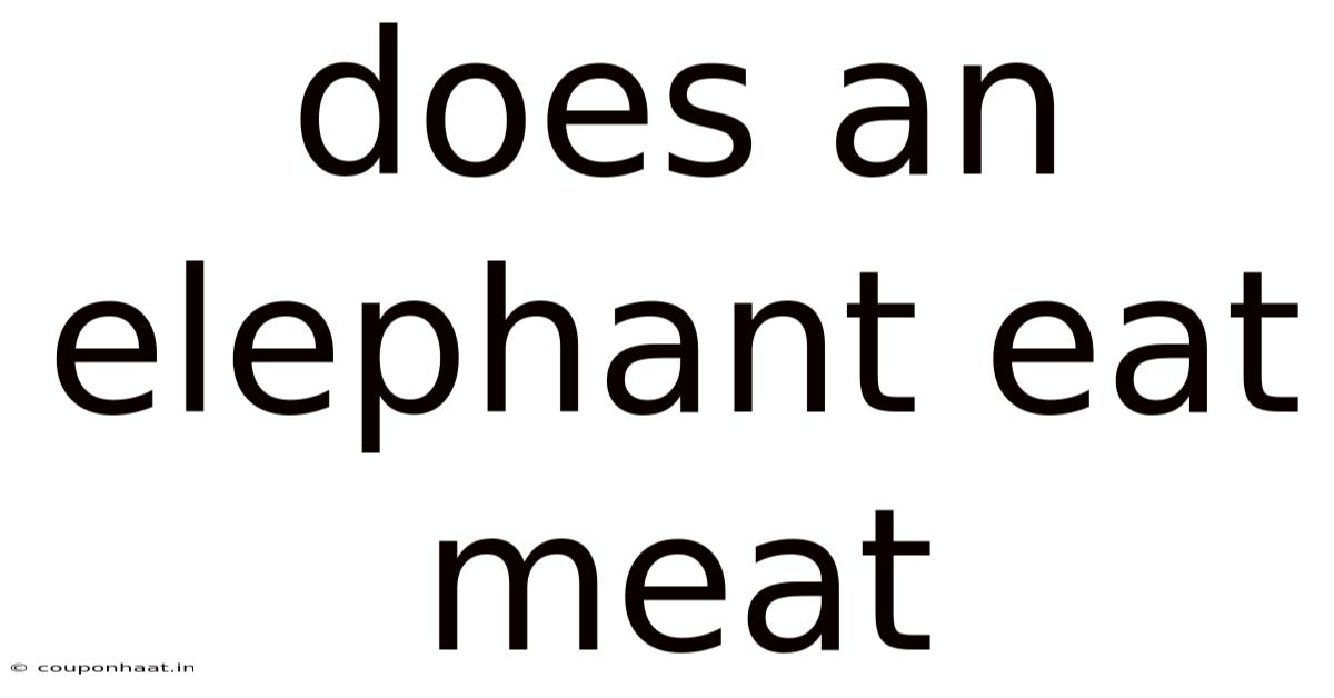 Does An Elephant Eat Meat