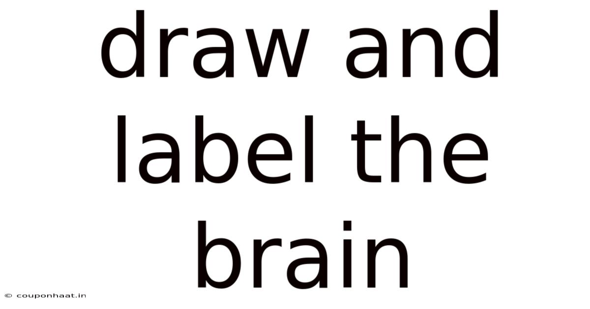 Draw And Label The Brain
