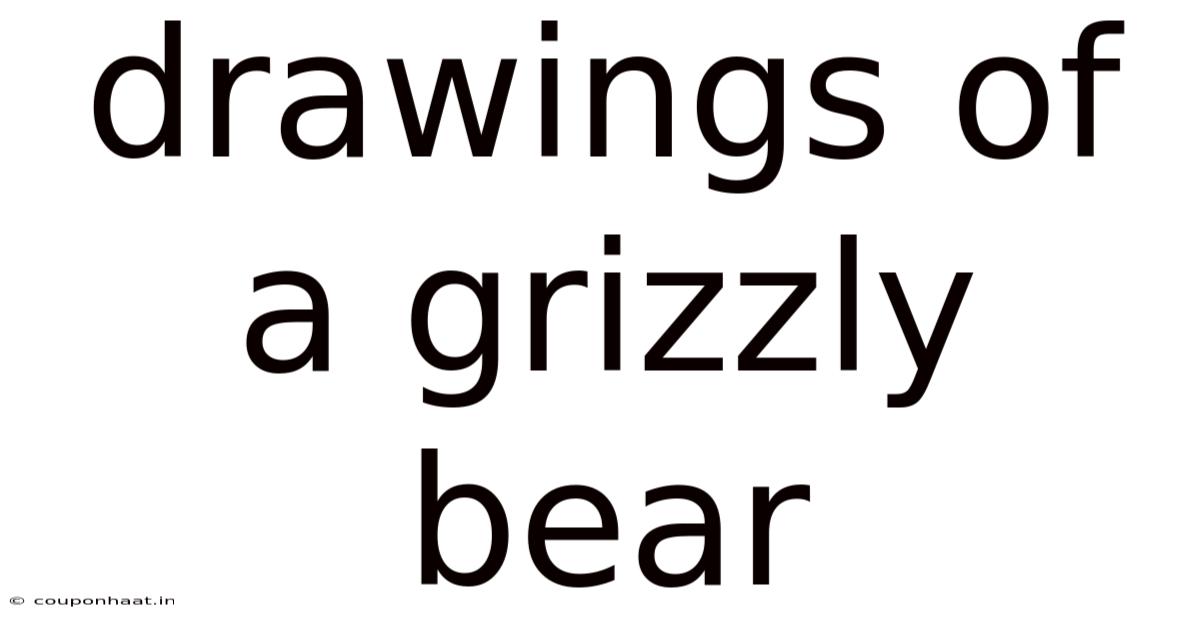 Drawings Of A Grizzly Bear