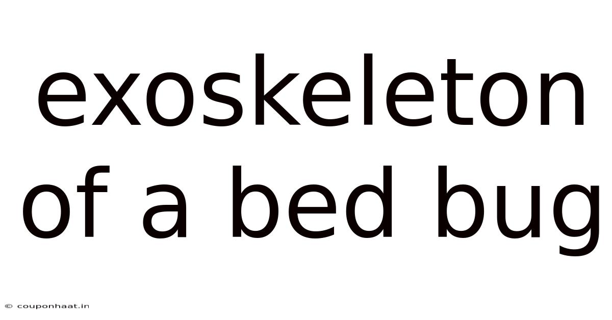 Exoskeleton Of A Bed Bug