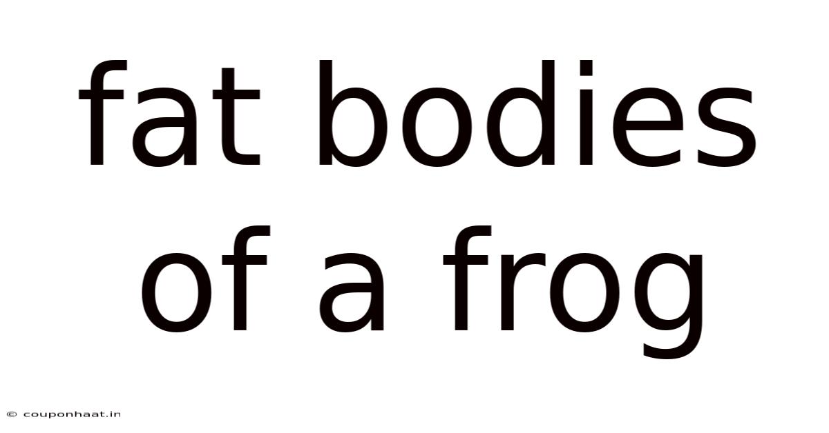 Fat Bodies Of A Frog
