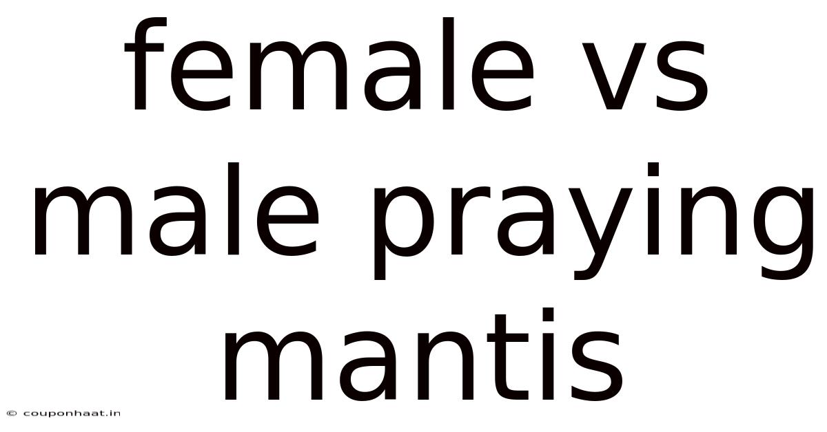 Female Vs Male Praying Mantis