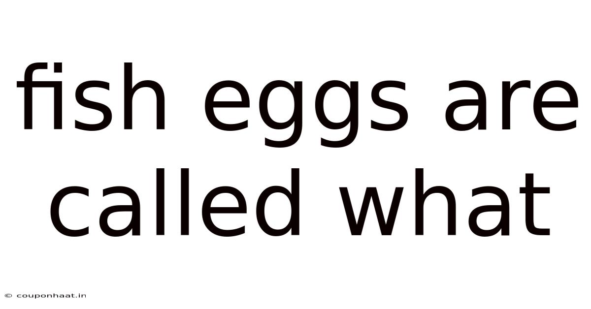 Fish Eggs Are Called What