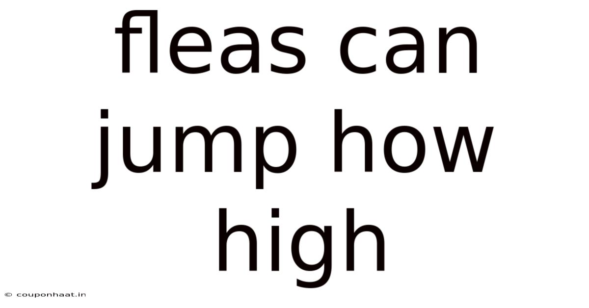 Fleas Can Jump How High