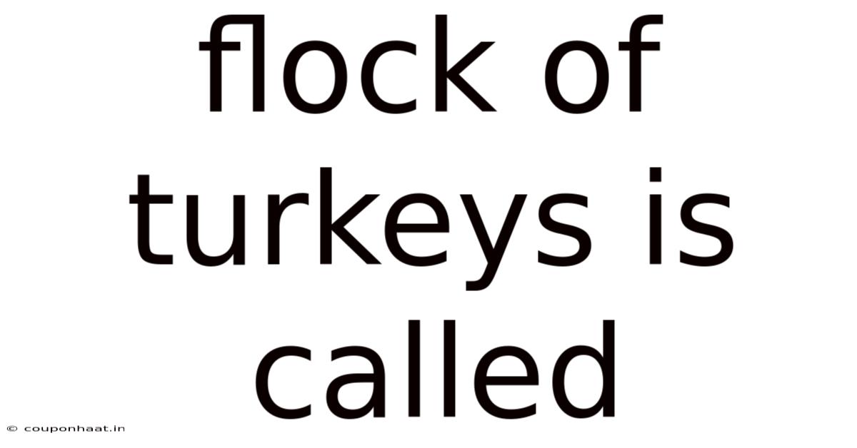 Flock Of Turkeys Is Called