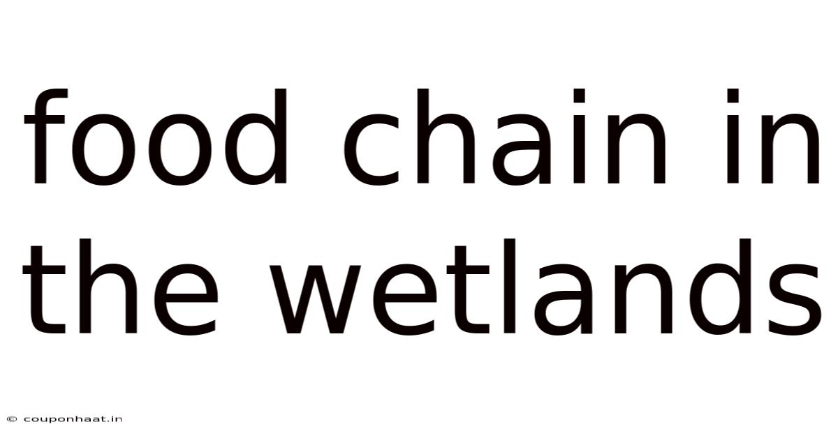 Food Chain In The Wetlands