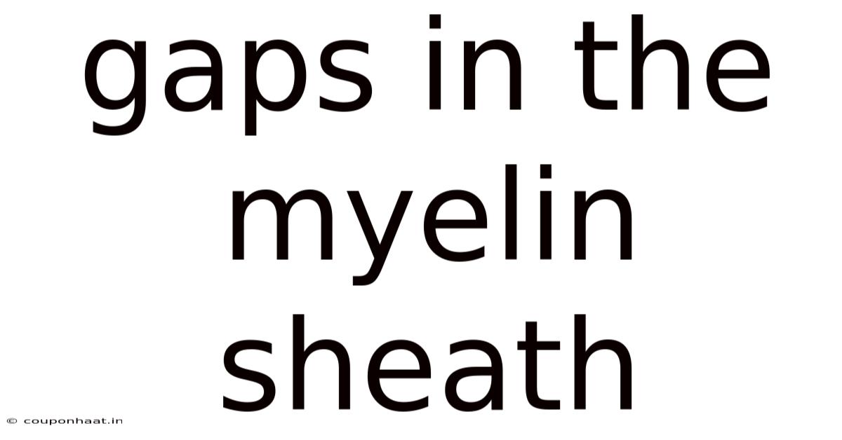 Gaps In The Myelin Sheath