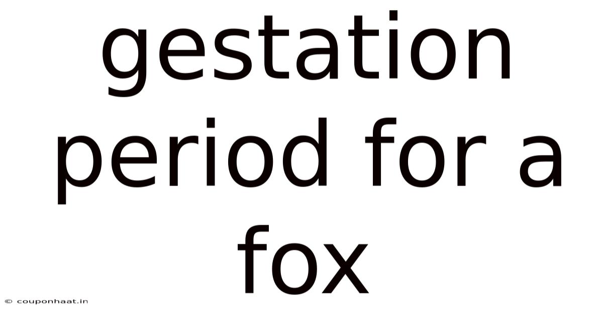 Gestation Period For A Fox