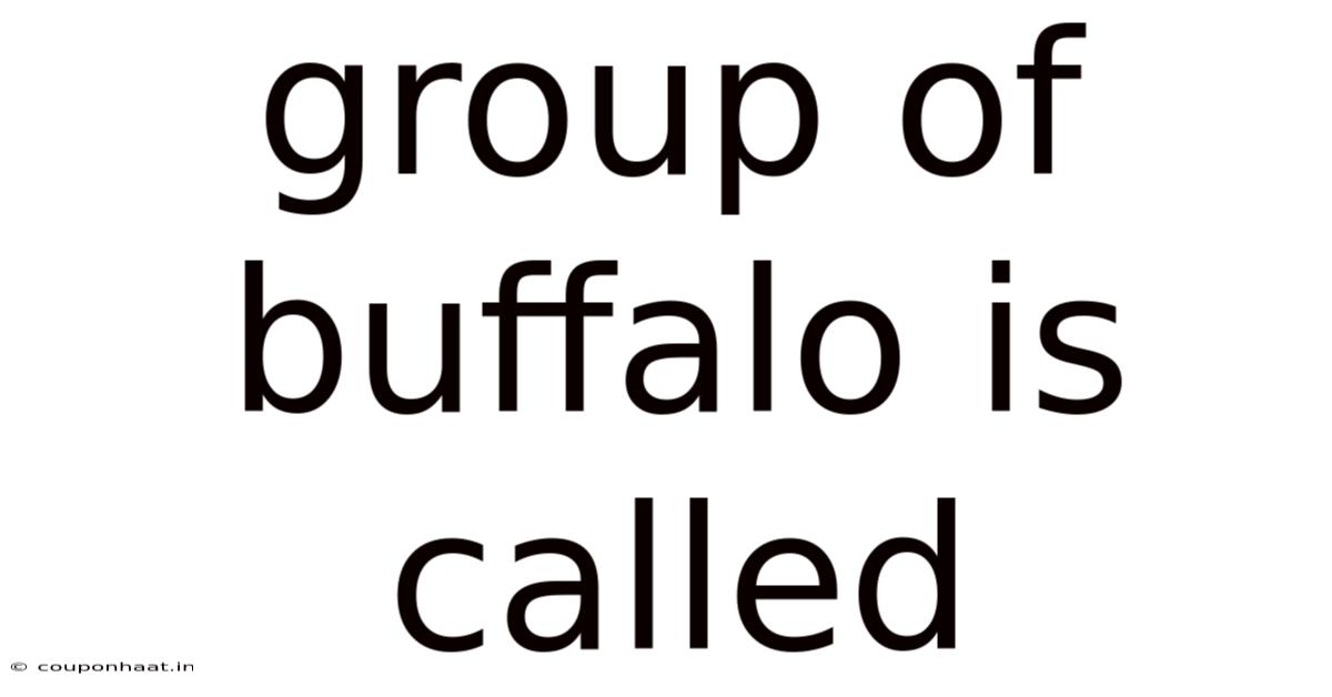 Group Of Buffalo Is Called