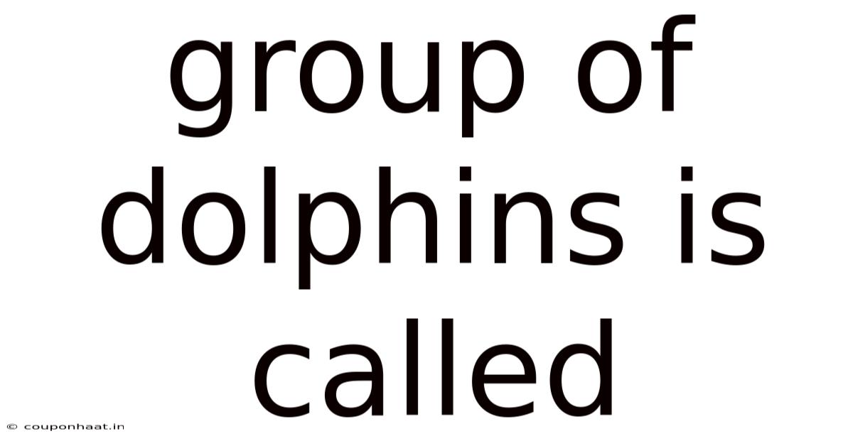 Group Of Dolphins Is Called