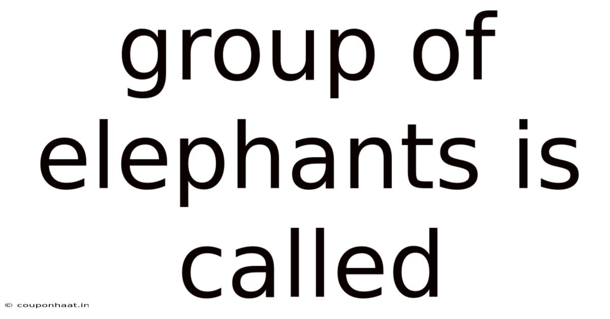 Group Of Elephants Is Called