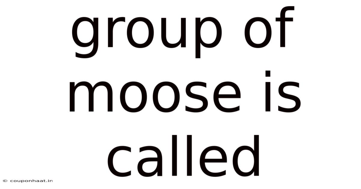 Group Of Moose Is Called