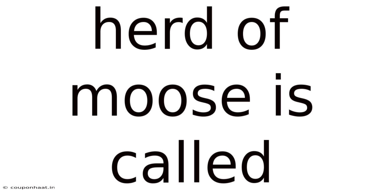 Herd Of Moose Is Called