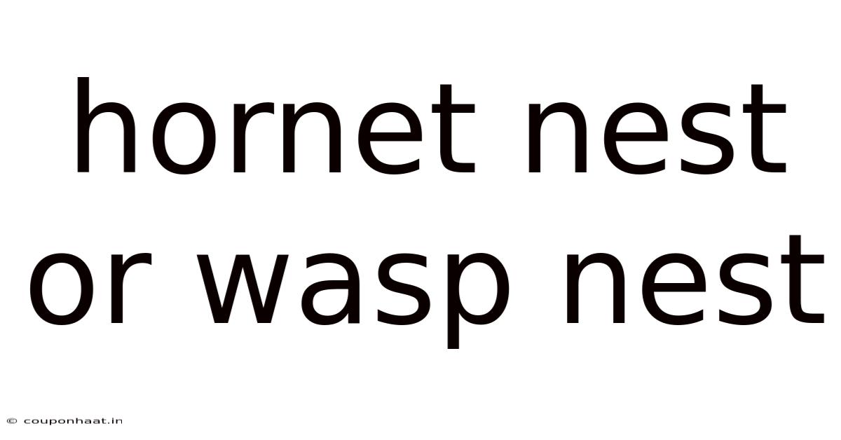 Hornet Nest Or Wasp Nest