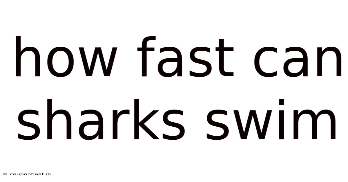 How Fast Can Sharks Swim