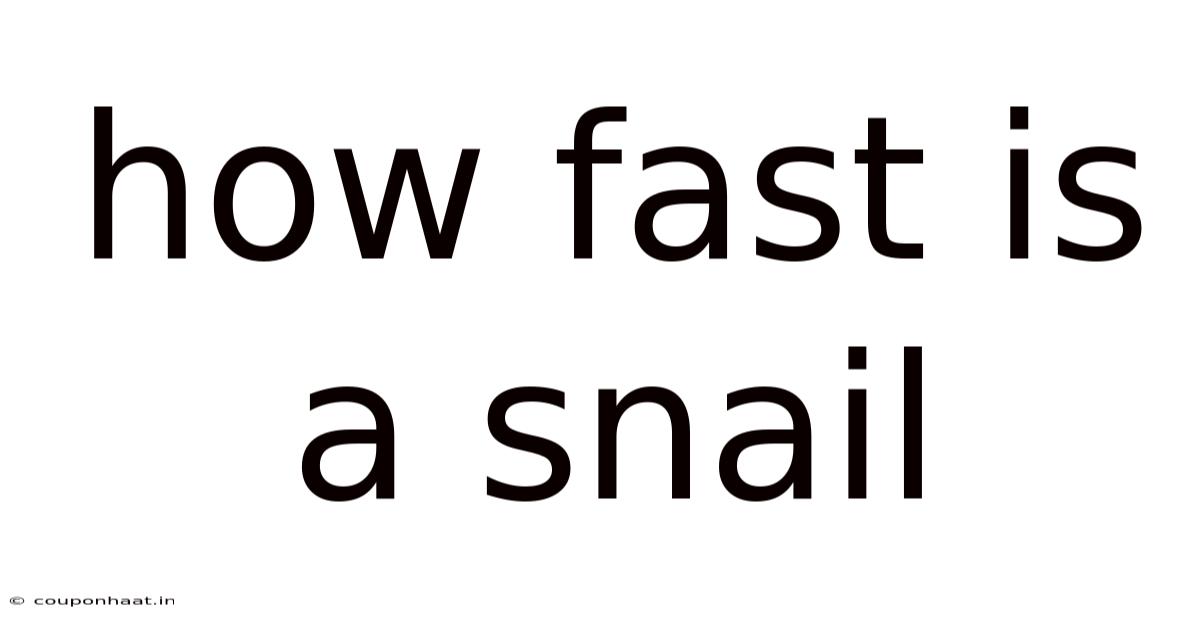How Fast Is A Snail