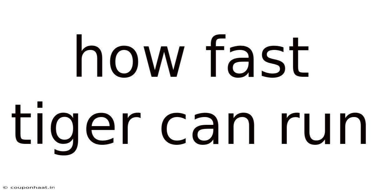 How Fast Tiger Can Run