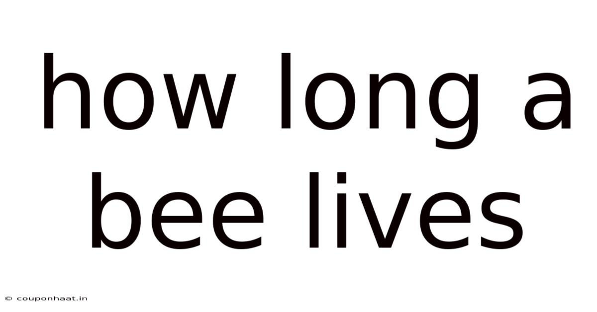 How Long A Bee Lives