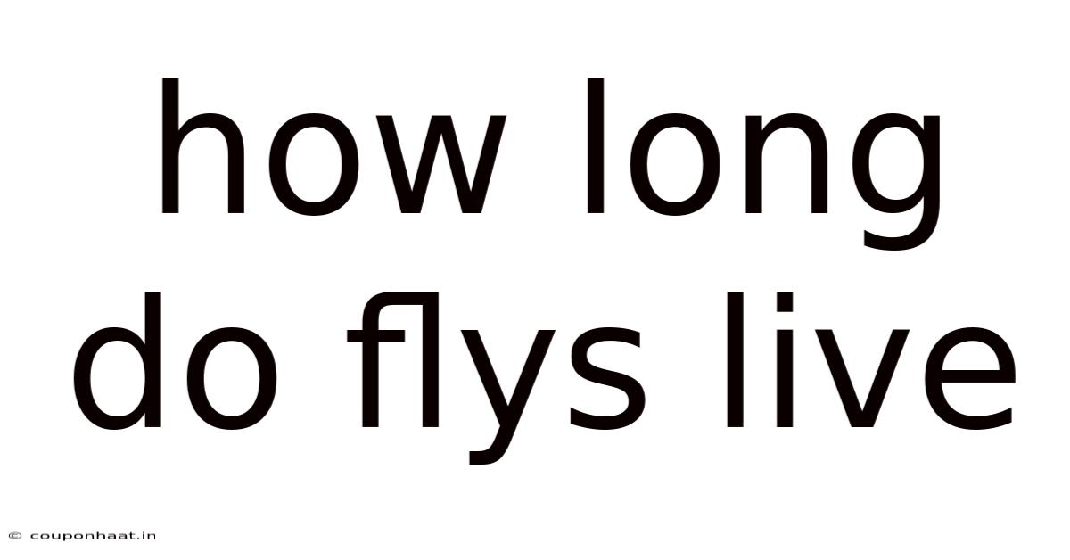 How Long Do Flys Live
