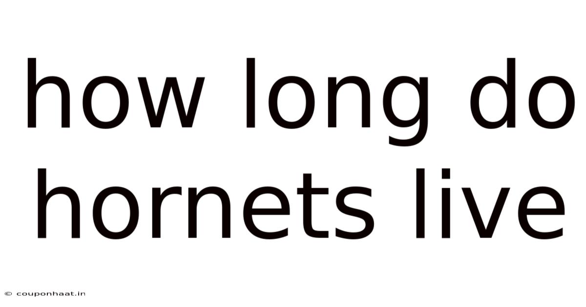 How Long Do Hornets Live
