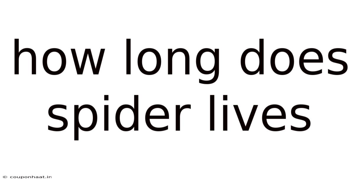 How Long Does Spider Lives
