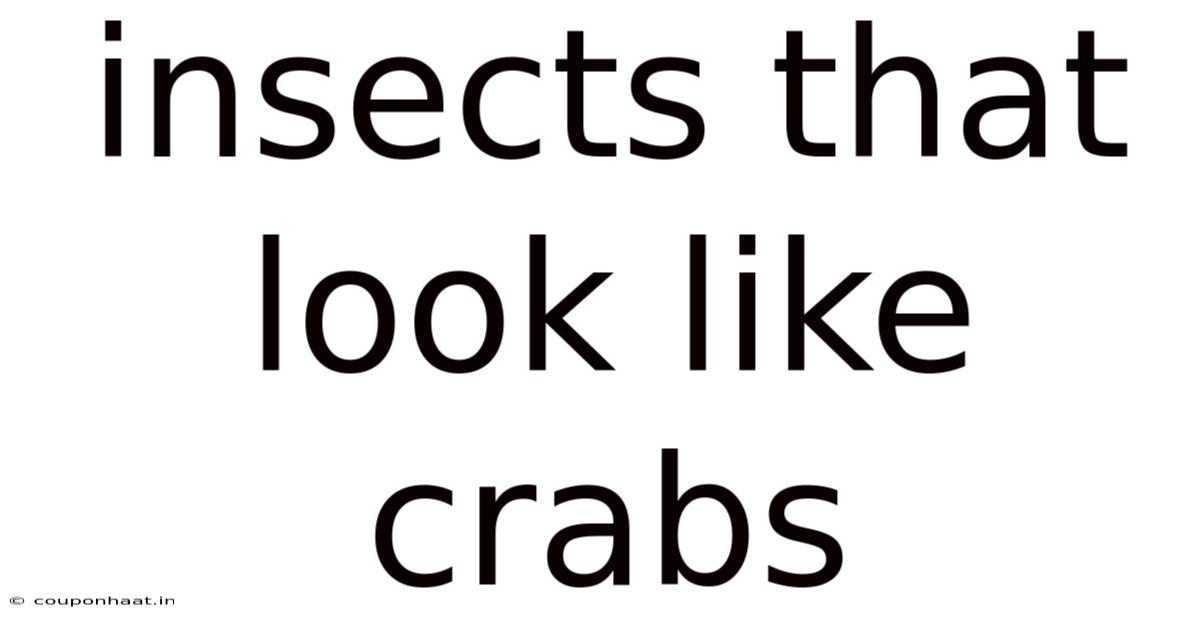Insects That Look Like Crabs