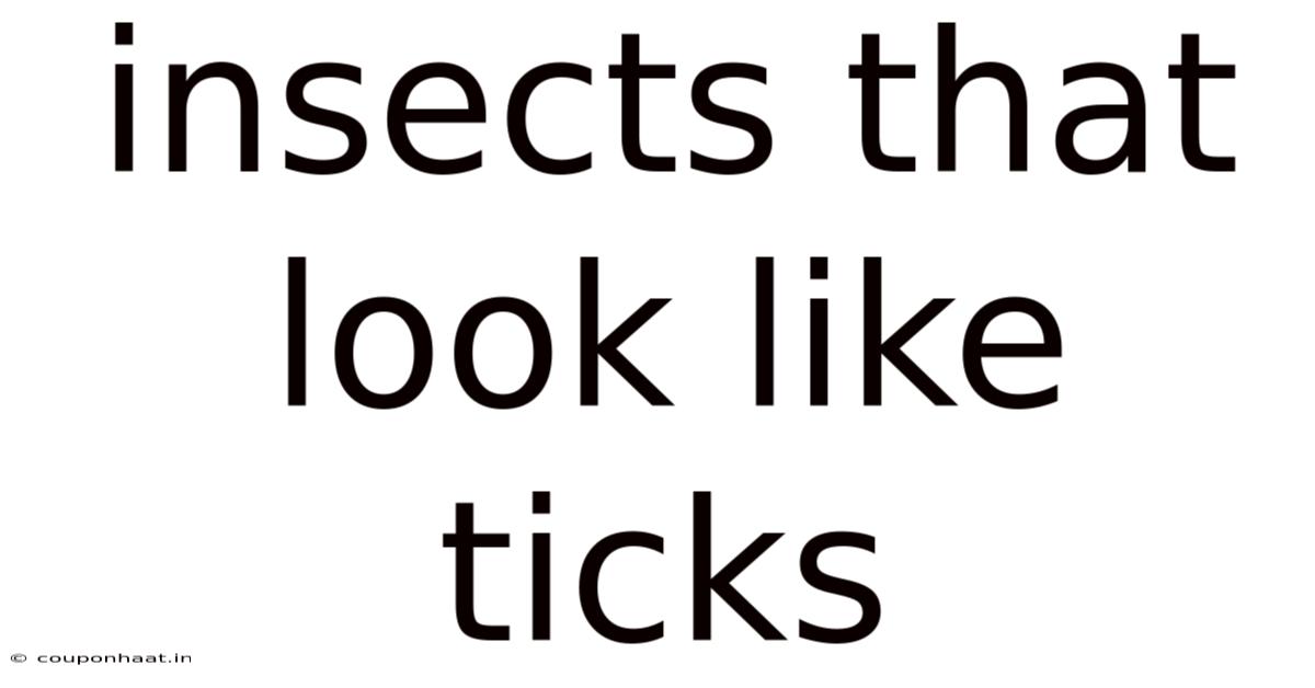 Insects That Look Like Ticks